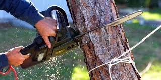  , AZ Tree Services Pros